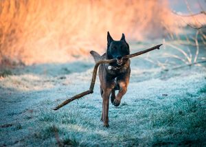 Los Mejores Criadores De Pastor Belga Malinois Topcriadores