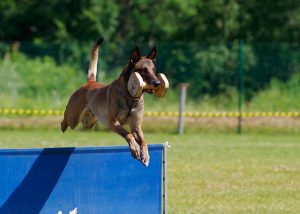 Los Mejores Criadores De Pastor Belga Malinois Topcriadores