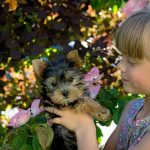 cachorro de Yorkshire Terrier