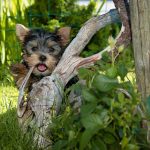 Comprar cachorro yorkshire terrier