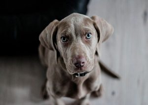 cachorro braco de weimar