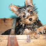 comprar cachorro yorkshire terrier