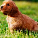 cachorro cocker spaniel