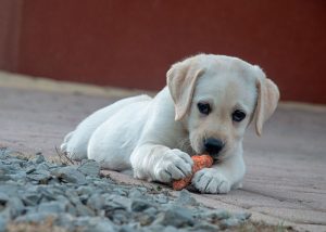 cachorros labrador retriever