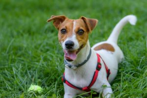Jack-Russell