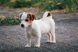cachorro Jack Russell terrier