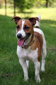 comprar Jack Russell terrier