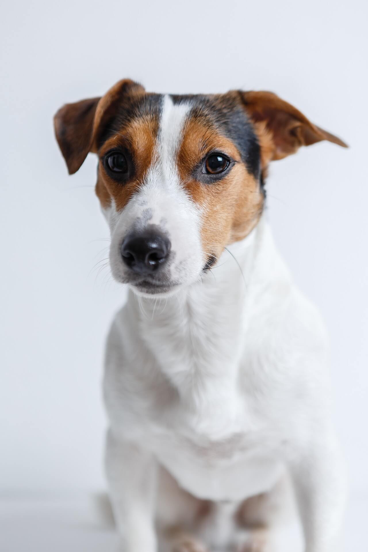Acelerar Abiertamente Vagabundo Criadores Jack Russell terrier | Venta de Cachorros | Topcriadores