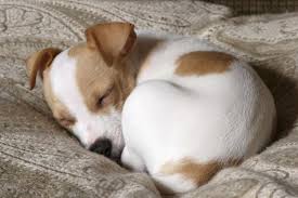 Jack Russell terrier venta