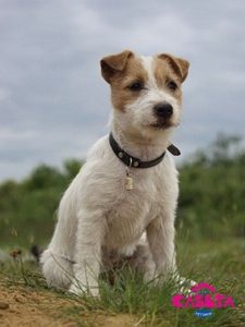 criadores Jack Russell terrier
