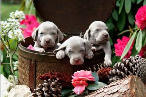 braco weimar cachorro
