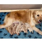 Criador golden retriever