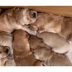 cachorros de golden retriever