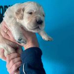 cachorros de golden retriever