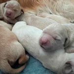 cachorros de golden retriever