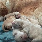cachorros de golden retriever