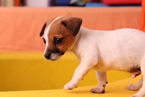 Criadores de Jack Russell Terrier